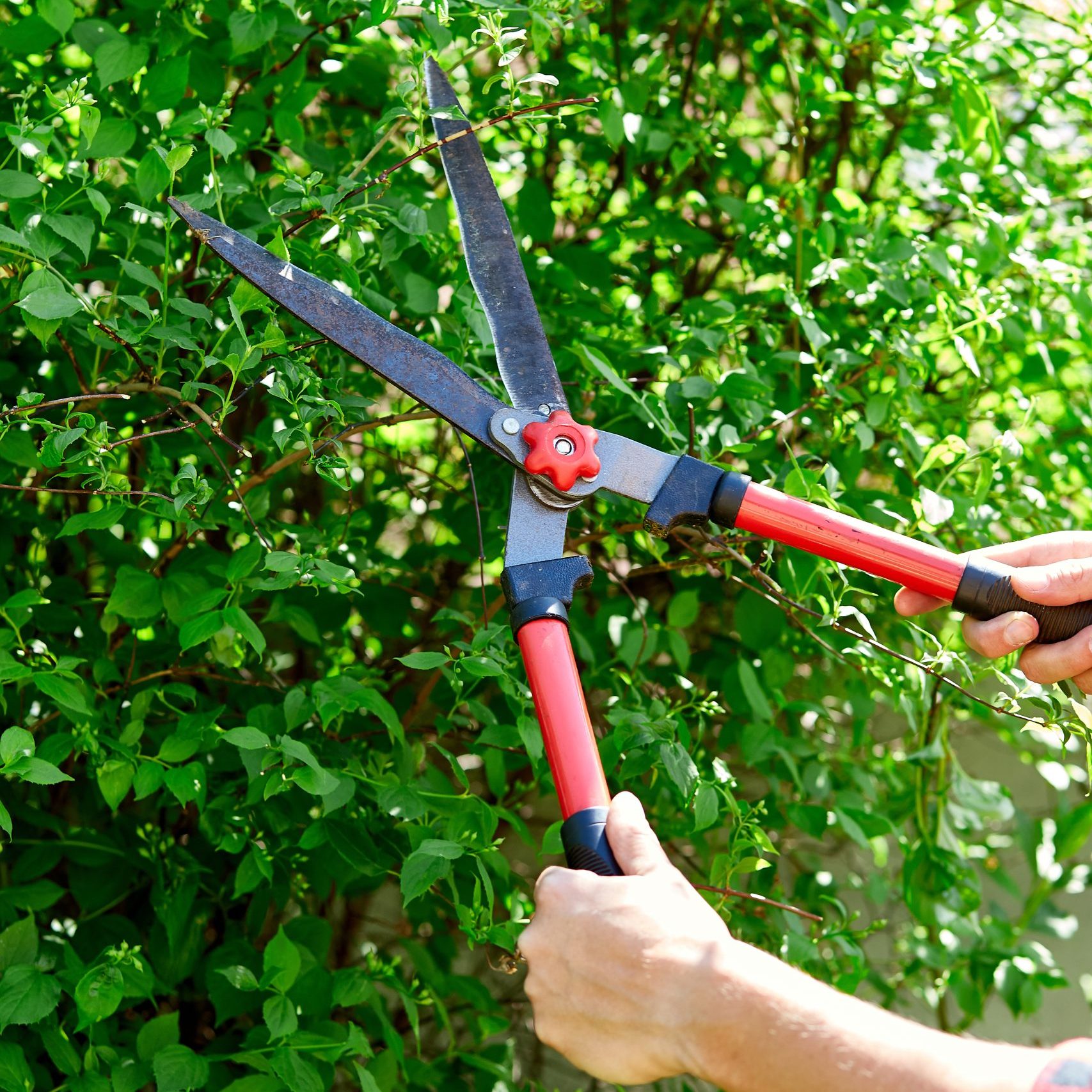 Man hands cuts branches of bushes with hand pruning scissors. Gardener trimming and landscaping green bushes. Concept of caring and beauty for the garden. Gardener trimming plants, topiary work.