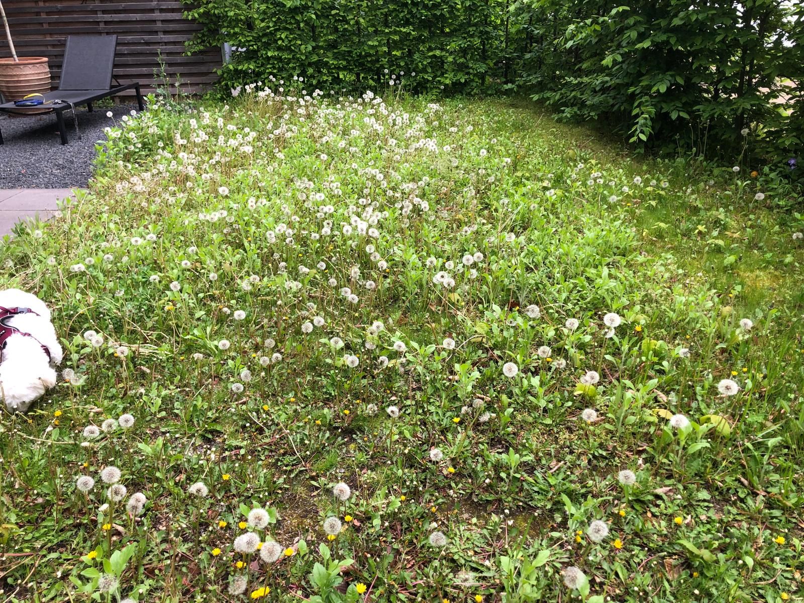 Gartenarbeit in Köln